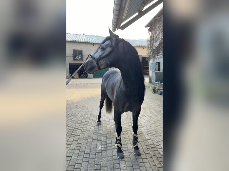 PRE Mix Stallion 4 years 15,2 hh Grey-Dark-Tan in Mamer