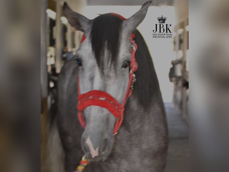 PRE Stallion 4 years 15,2 hh Grey in tabernas Almeria