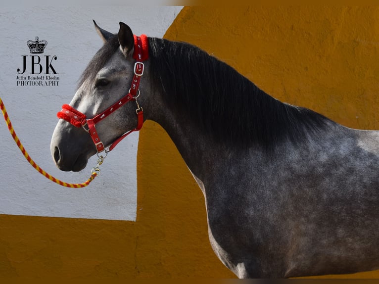 PRE Stallion 4 years 15,2 hh Grey in tabernas Almeria