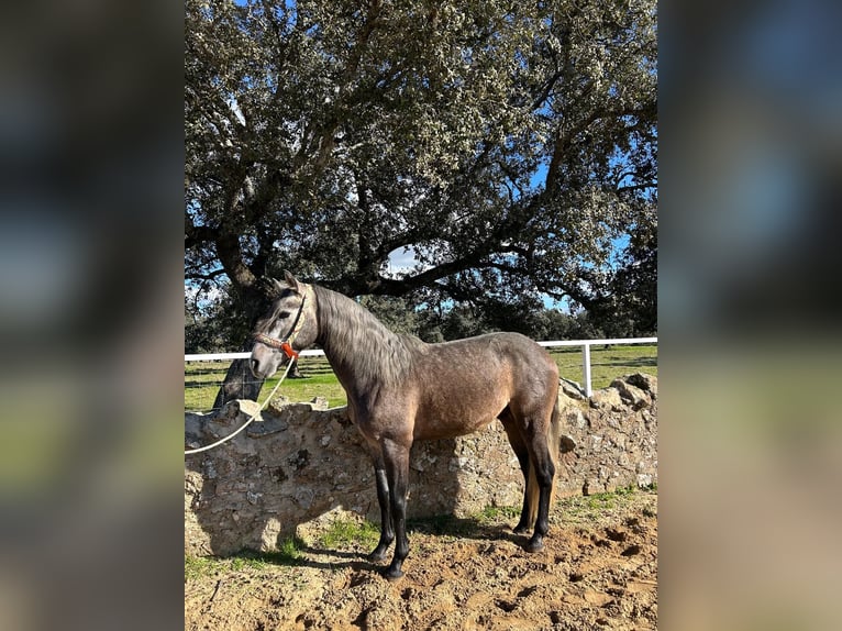 PRE Mix Stallion 4 years 15,2 hh Grey in Villanueva De Córdoba
