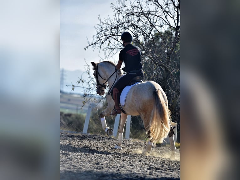 PRE Mix Stallion 4 years 15,2 hh Grey in SANTA PERPETUA DE MOGODA