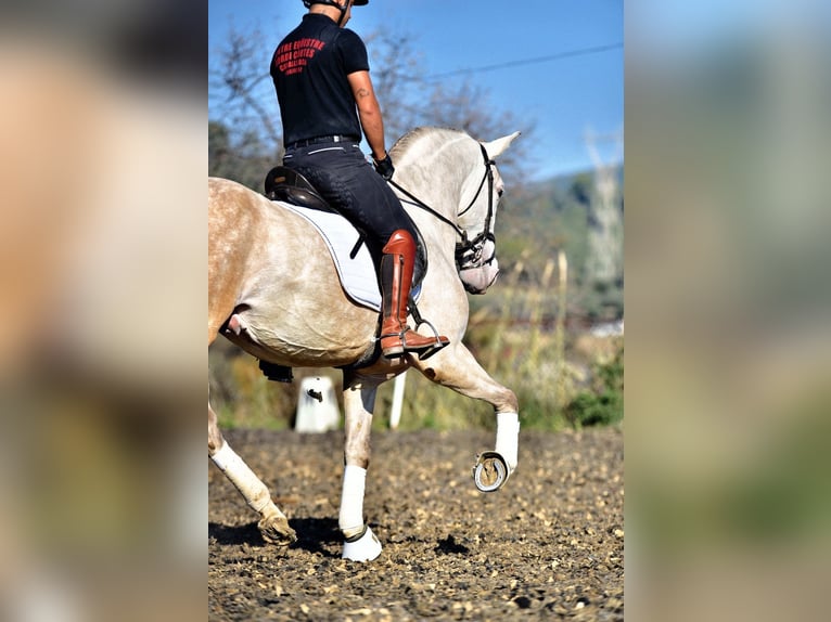 PRE Mix Stallion 4 years 15,2 hh Grey in SANTA PERPETUA DE MOGODA