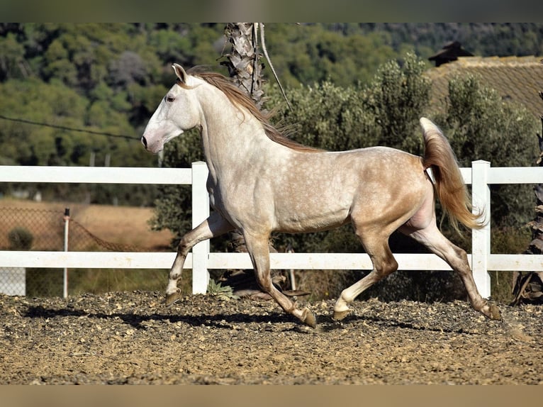 PRE Mix Stallion 4 years 15,2 hh Grey in SANTA PERPETUA DE MOGODA