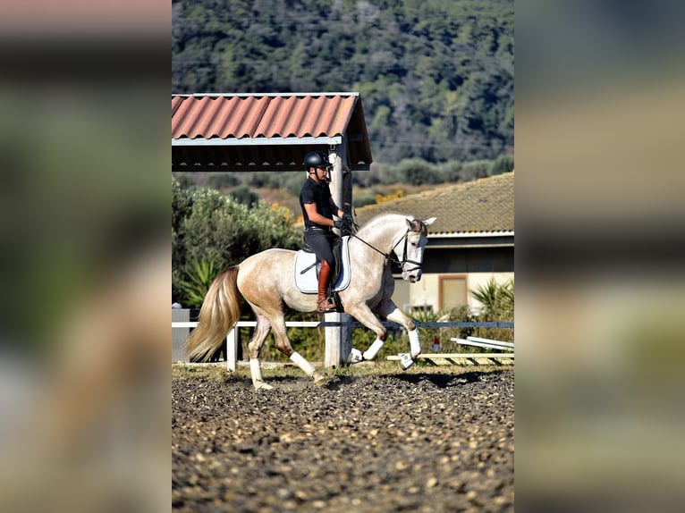 PRE Mix Stallion 4 years 15,2 hh Grey in SANTA PERPETUA DE MOGODA