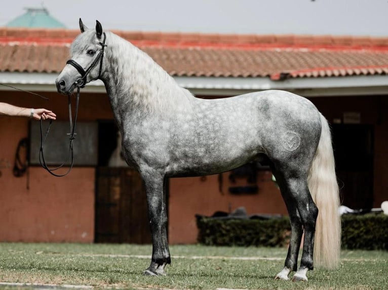 PRE Mix Stallion 4 years 15,2 hh Grey in Navas Del Madro&#xF1;o