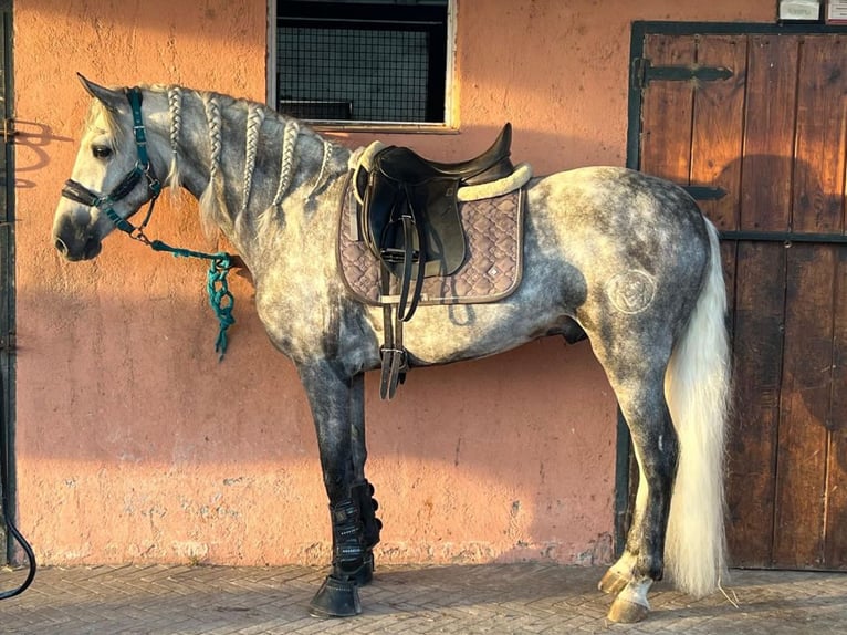 PRE Mix Stallion 4 years 15,2 hh Grey in Navas Del Madro&#xF1;o