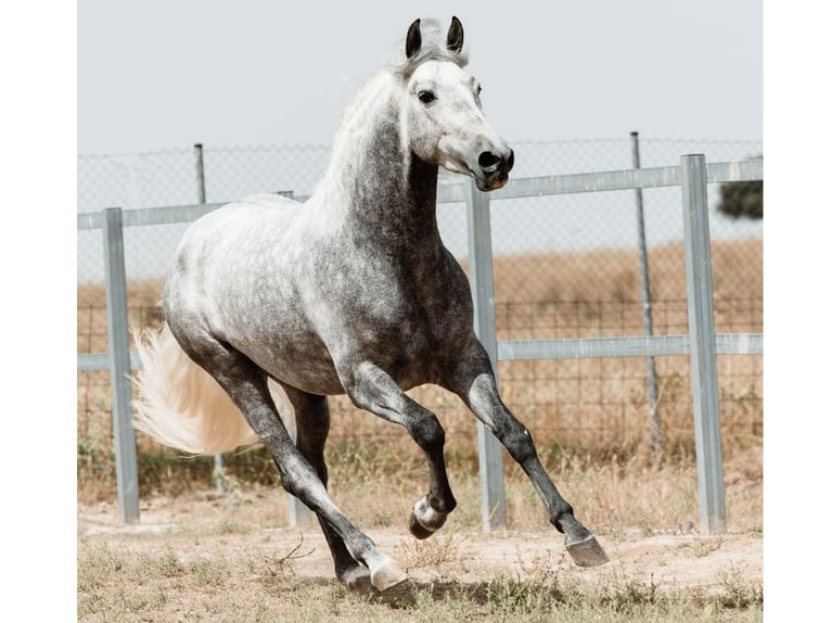 PRE Mix Stallion 4 years 15,2 hh Grey in Navas Del Madro&#xF1;o