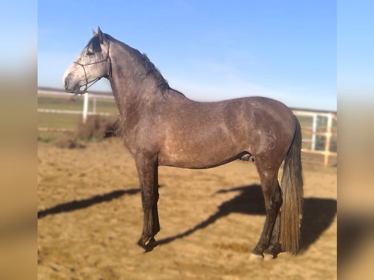 PRE Mix Stallion 4 years 15,2 hh Grey in Zamora