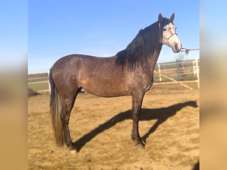 PRE Mix Stallion 4 years 15,2 hh Grey in Zamora