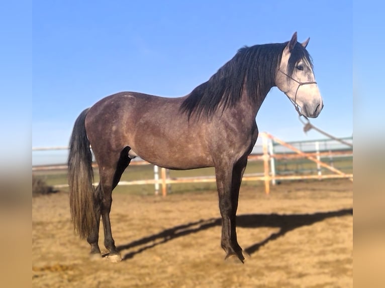 PRE Mix Stallion 4 years 15,2 hh Grey in Zamora