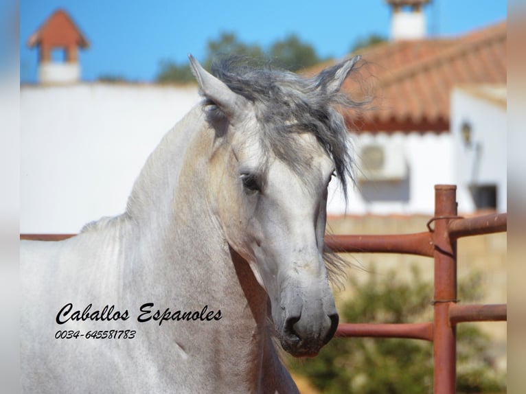 PRE Stallion 4 years 15,2 hh Grey in vejer de la frontera