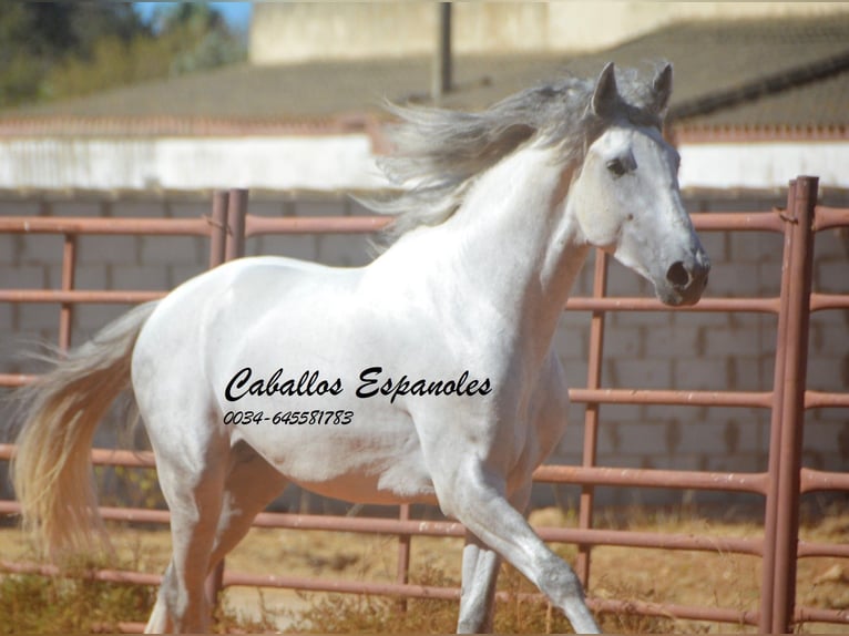 PRE Stallion 4 years 15,2 hh Grey in vejer de la frontera