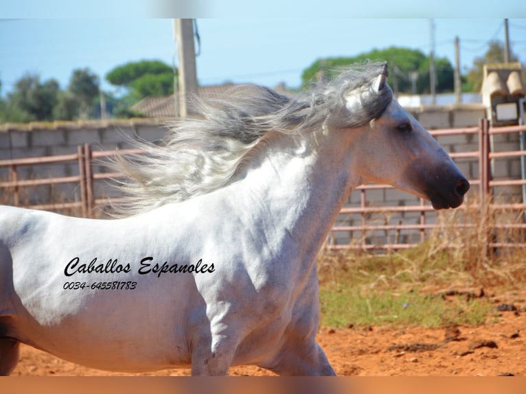 PRE Stallion 4 years 15,2 hh Grey in vejer de la frontera