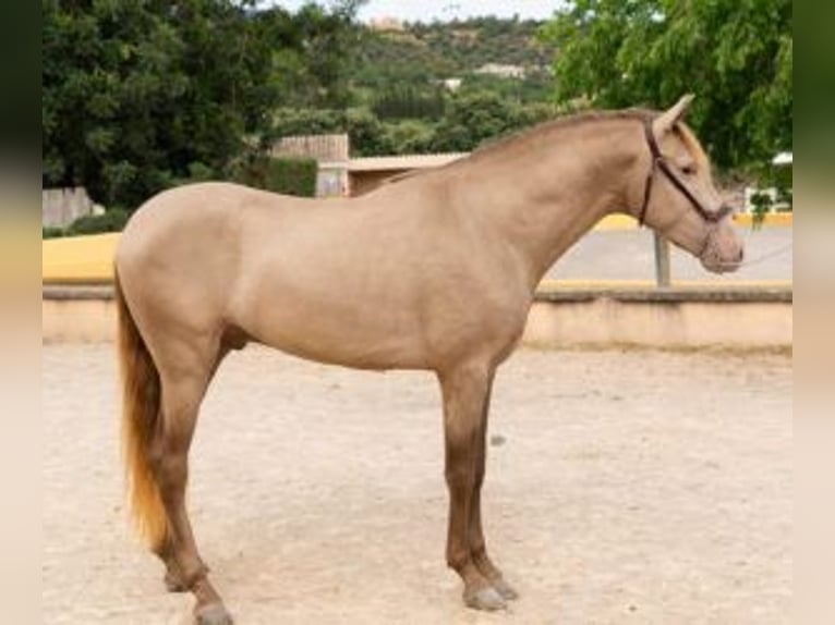 PRE Mix Stallion 4 years 15,2 hh Overo-all-colors in Mallorca