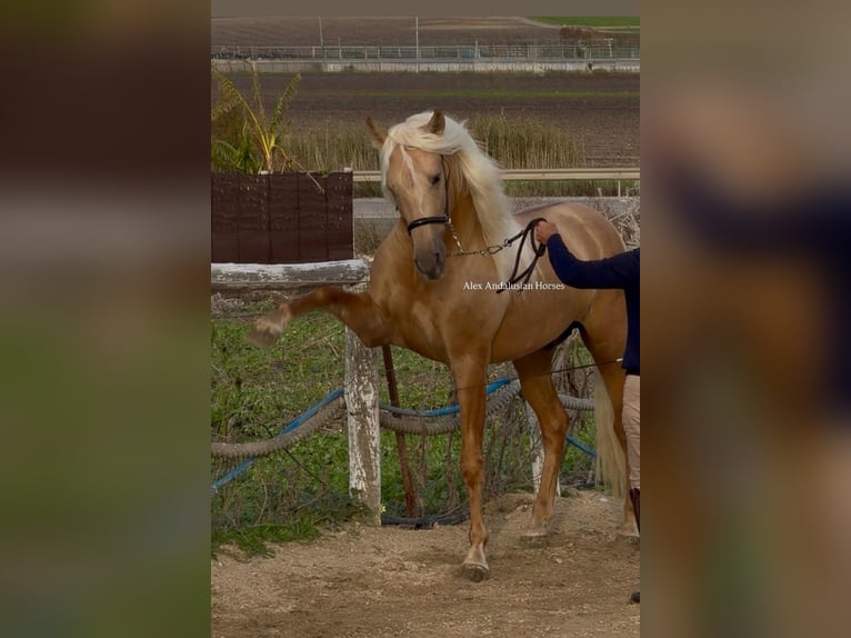 PRE Mix Stallion 4 years 15,2 hh Palomino in Sevilla