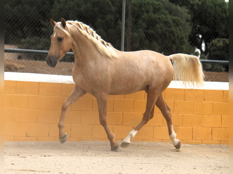PRE Mix Stallion 4 years 15,2 hh Palomino in Hamburg