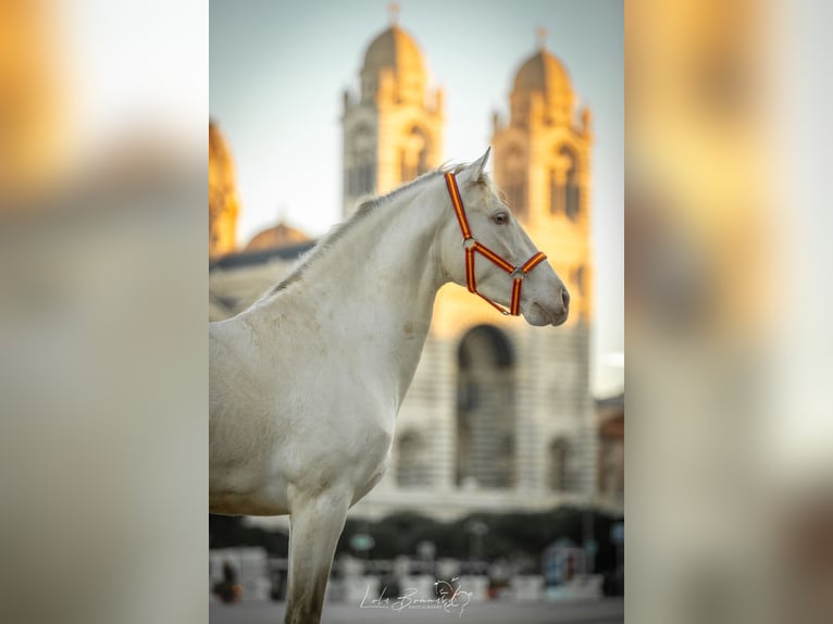 PRE Mix Stallion 4 years 15,2 hh Perlino in Cornillon-Confoux