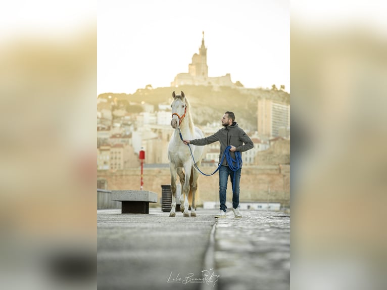 PRE Mix Stallion 4 years 15,2 hh Perlino in Cornillon-Confoux