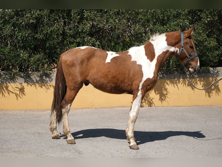 PRE Mix Stallion 4 years 15,2 hh Pinto in Hamburg