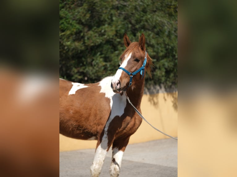 PRE Mix Stallion 4 years 15,2 hh Pinto in Hamburg
