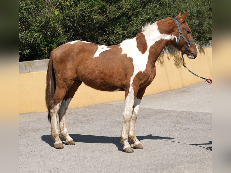 PRE Mix Stallion 4 years 15,2 hh Pinto in Hamburg