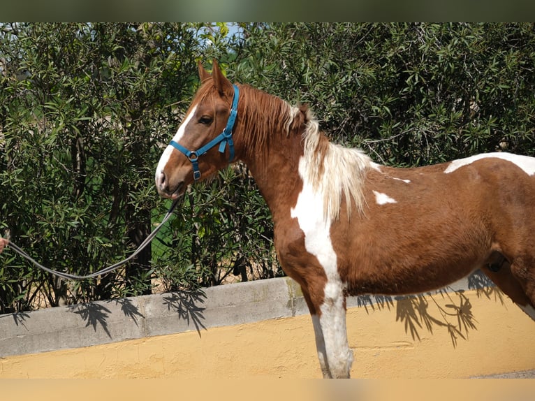 PRE Mix Stallion 4 years 15,2 hh Pinto in Hamburg