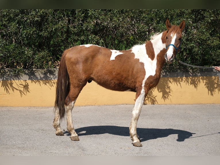 PRE Mix Stallion 4 years 15,2 hh Pinto in Hamburg
