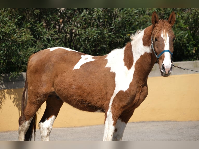 PRE Mix Stallion 4 years 15,2 hh Pinto in Hamburg