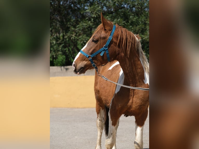 PRE Mix Stallion 4 years 15,2 hh Pinto in Hamburg