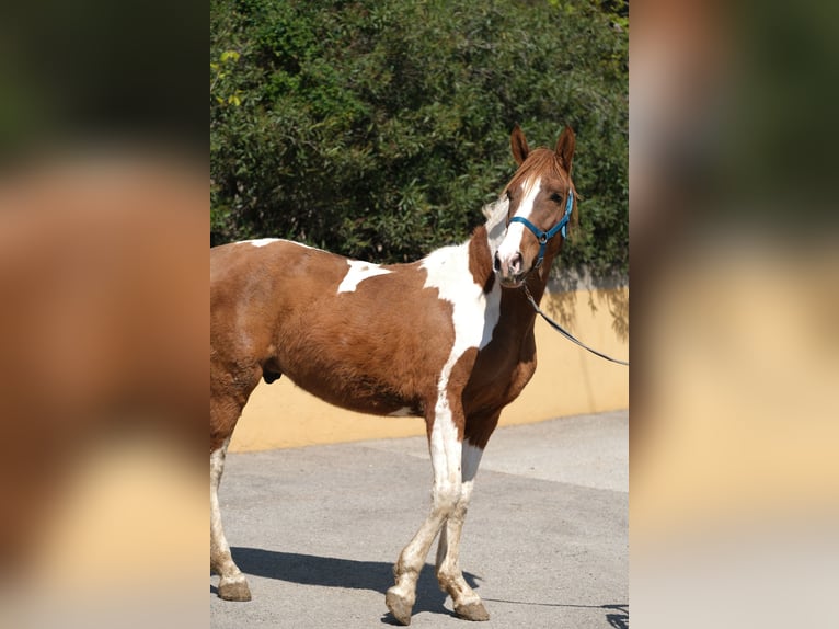 PRE Mix Stallion 4 years 15,2 hh Pinto in Hamburg