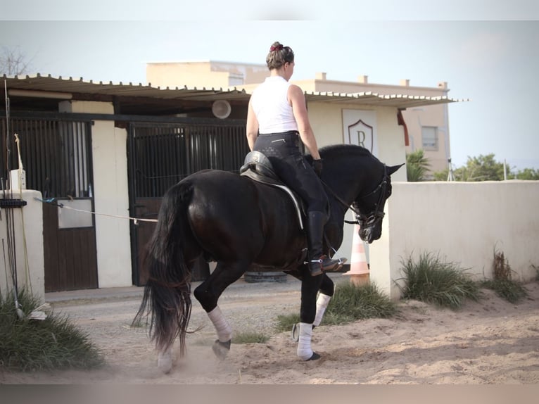 PRE Mix Stallion 4 years 15,3 hh Black in Valencia