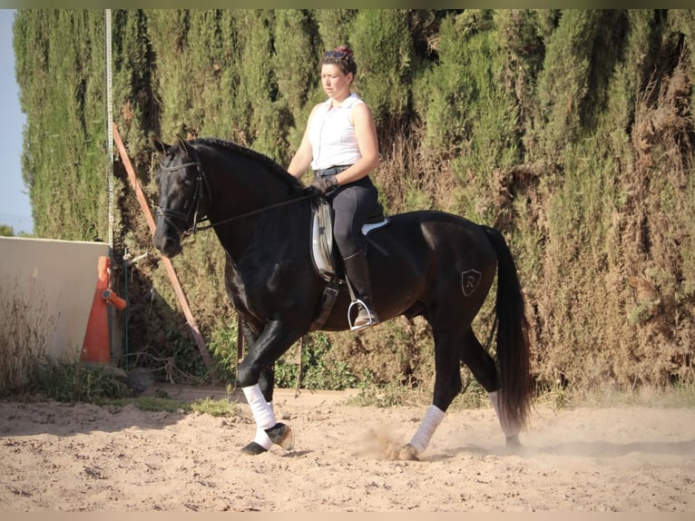 PRE Mix Stallion 4 years 15,3 hh Black in Valencia