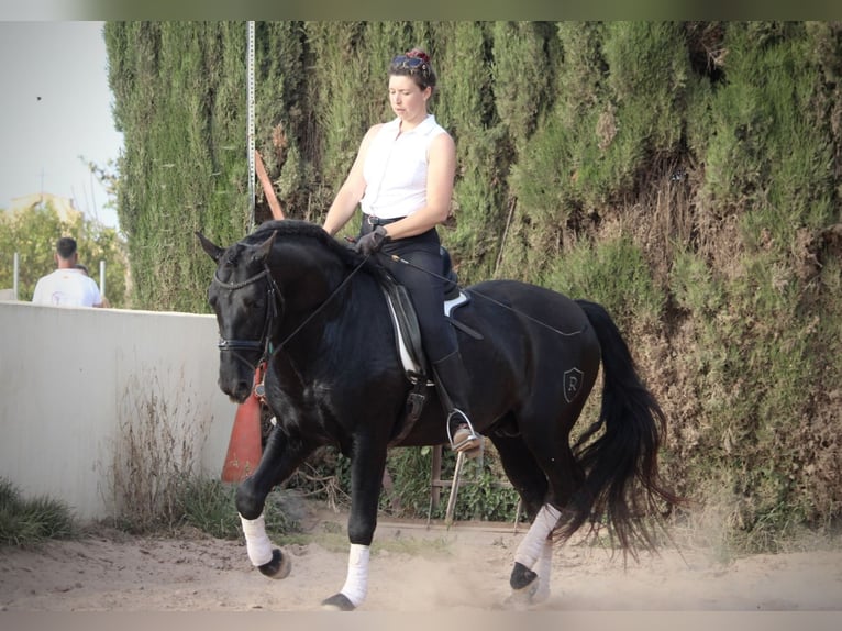PRE Mix Stallion 4 years 15,3 hh Black in Valencia