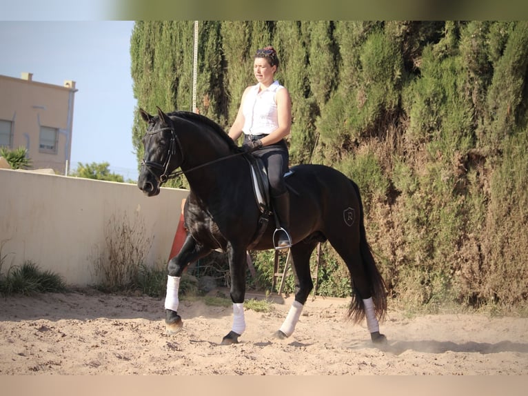 PRE Mix Stallion 4 years 15,3 hh Black in Valencia