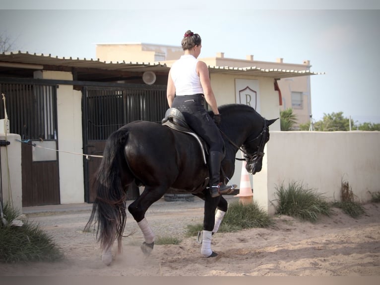 PRE Mix Stallion 4 years 15,3 hh Black in Valencia