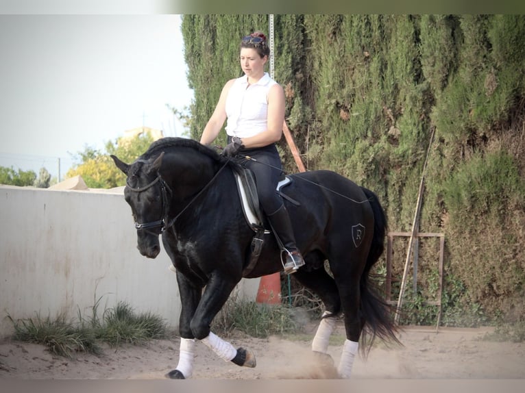 PRE Mix Stallion 4 years 15,3 hh Black in Valencia