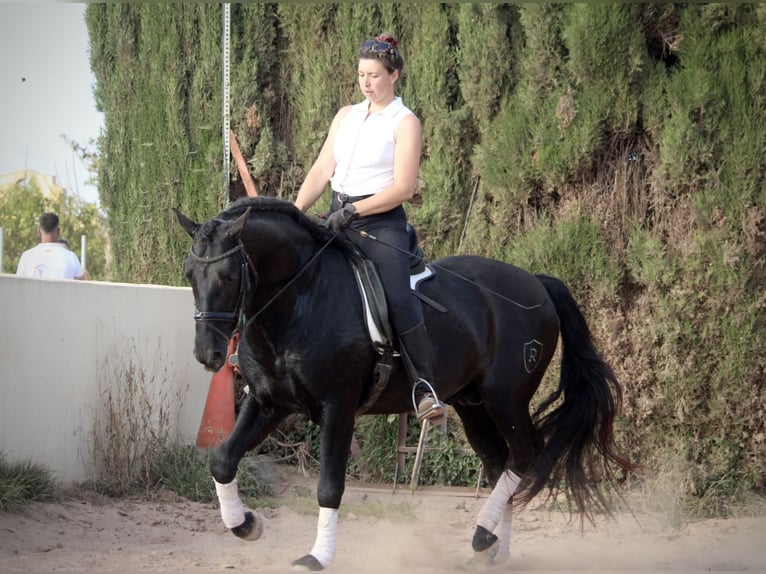 PRE Mix Stallion 4 years 15,3 hh Black in Valencia