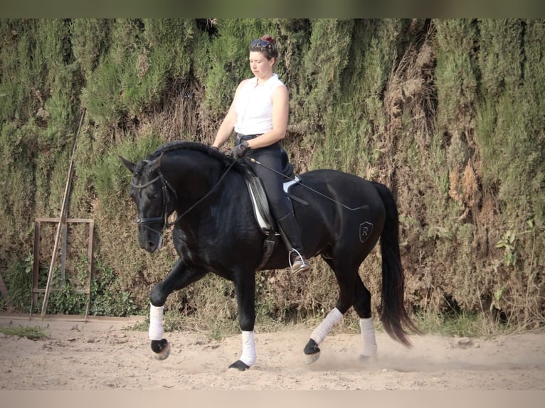 PRE Mix Stallion 4 years 15,3 hh Black in Valencia
