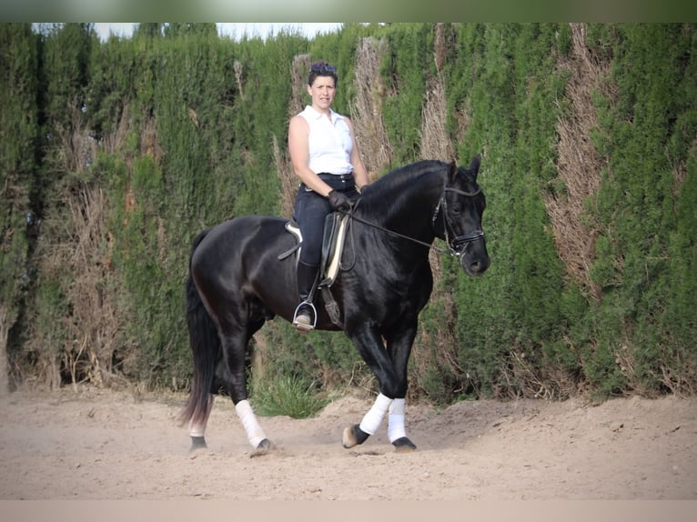 PRE Mix Stallion 4 years 15,3 hh Black in Valencia
