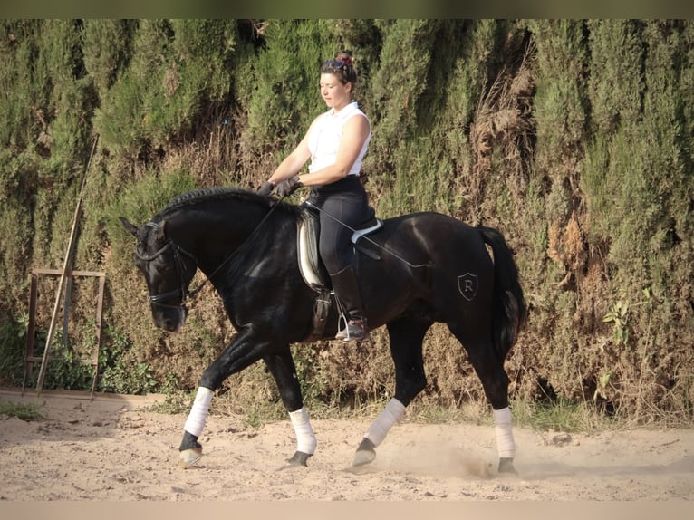 PRE Mix Stallion 4 years 15,3 hh Black in Valencia