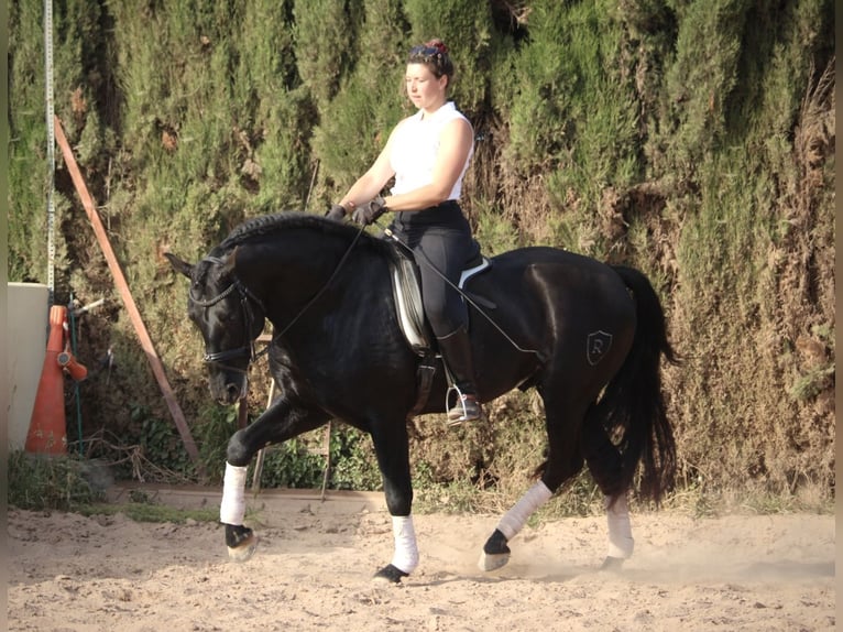 PRE Mix Stallion 4 years 15,3 hh Black in Valencia