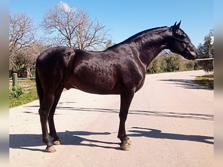 PRE Stallion 4 years 15,3 hh Black in Vejer de la Frontera