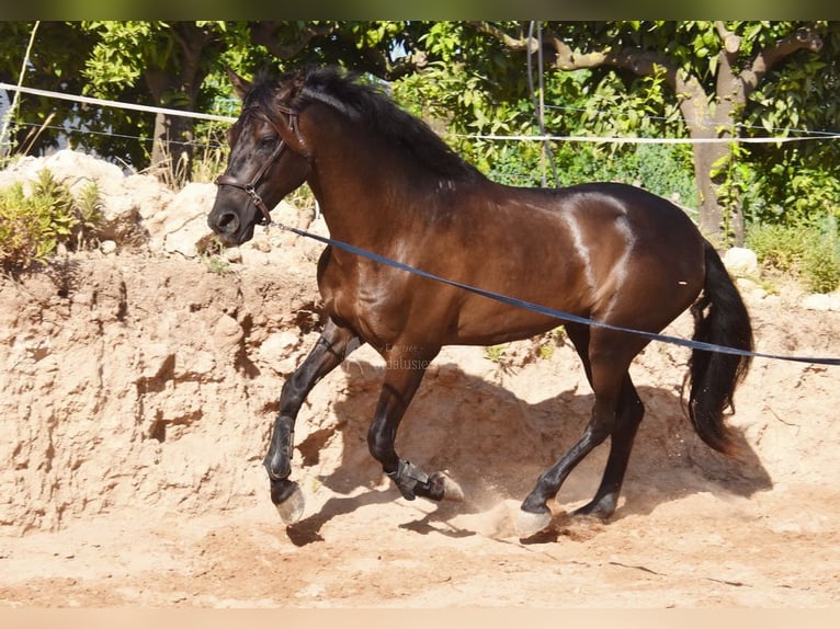 PRE Stallion 4 years 15,3 hh Black in Provinz Malaga