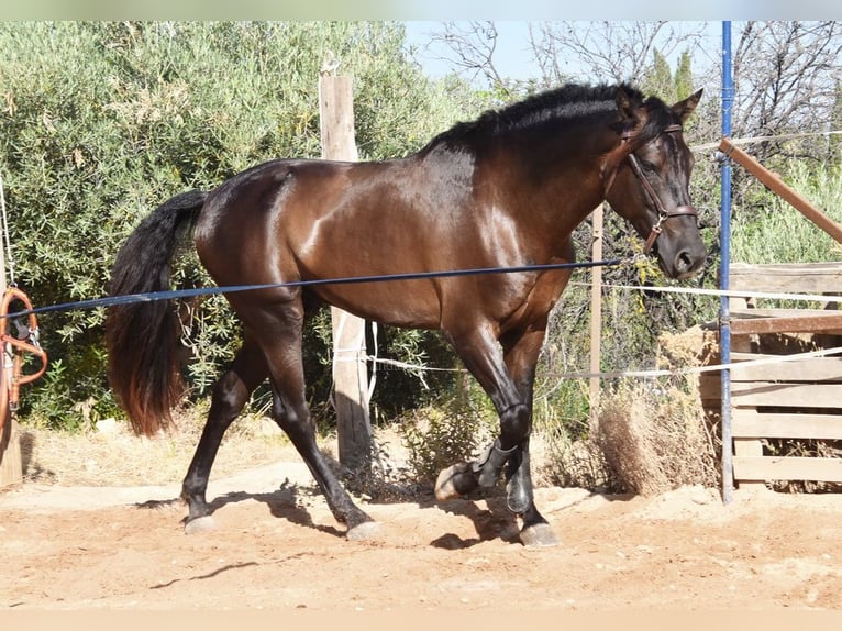 PRE Stallion 4 years 15,3 hh Black in Provinz Malaga