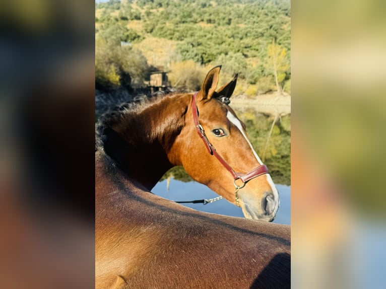 PRE Stallion 4 years 15,3 hh Brown-Light in Zamarramala
