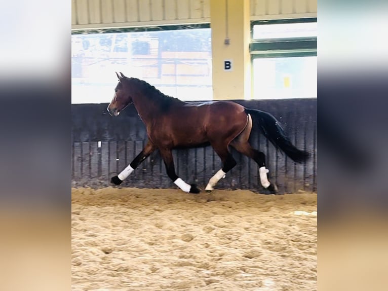 PRE Stallion 4 years 15,3 hh Brown-Light in Zamarramala