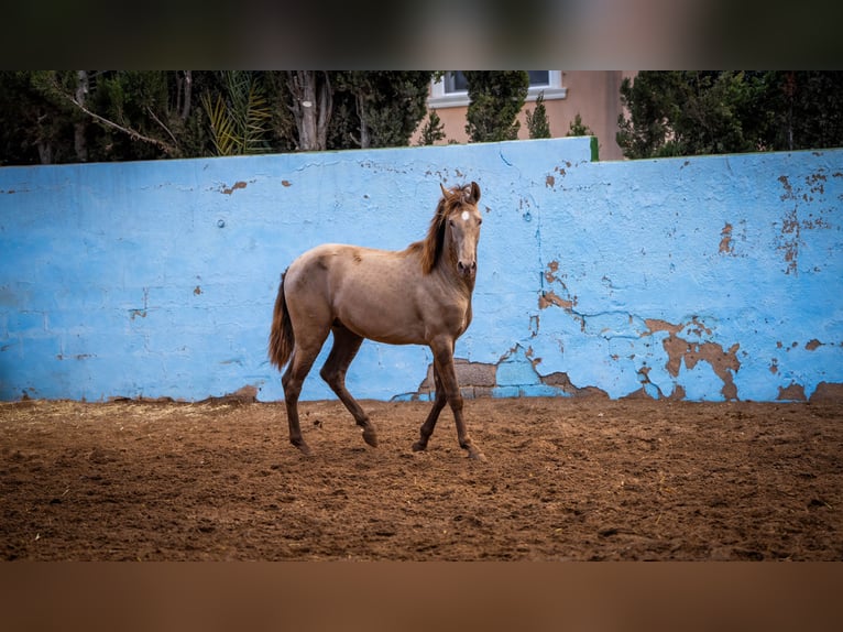 PRE Mix Stallion 4 years 15,3 hh Champagne in Valencia