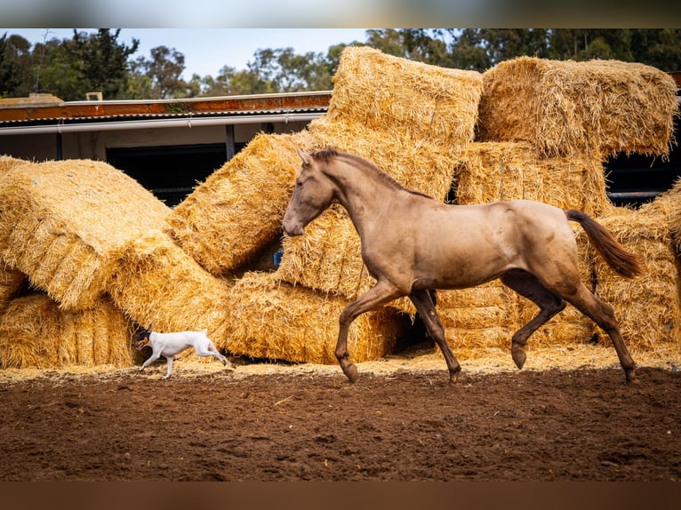 PRE Mix Stallion 4 years 15,3 hh Champagne in Valencia