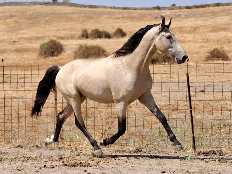 PRE Mix Stallion 4 years 15,3 hh Dun in Navas Del Madroño