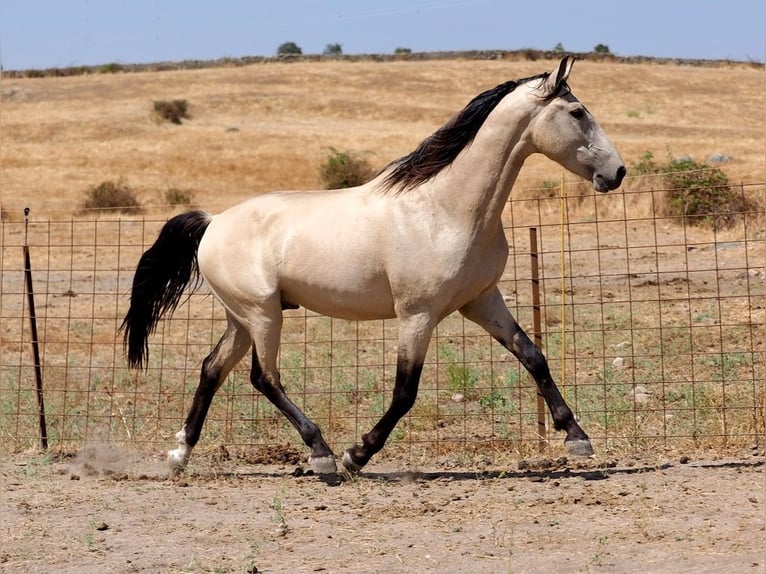 PRE Mix Stallion 4 years 15,3 hh Dun in Navas Del Madroño